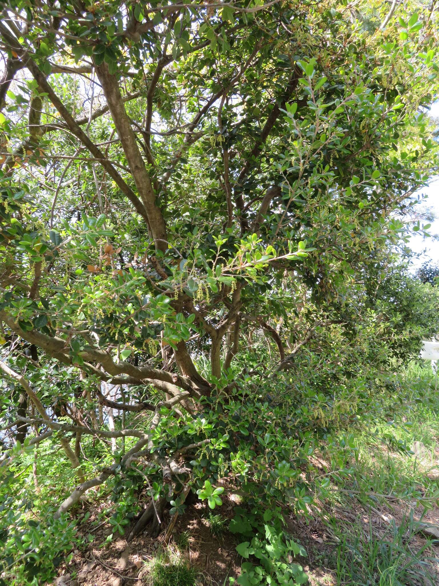 Imagem de Quercus phillyreoides A. Gray