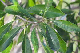 Image de Sideroxylon salicifolium (L.) Lam.