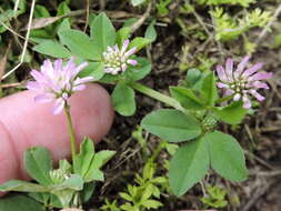 Image of reversed clover