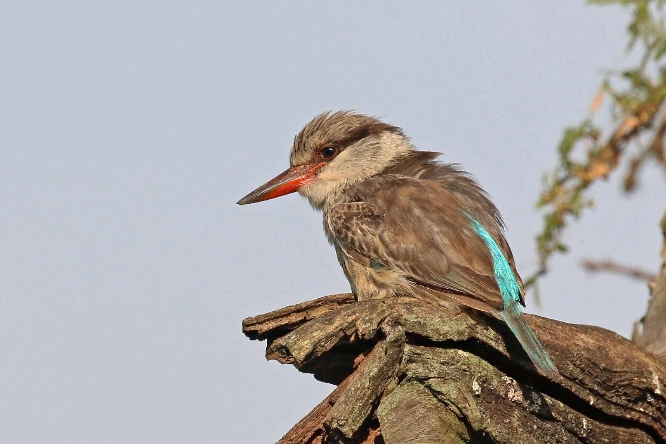 Image of Striped Kingfisher