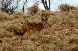 Image of Canis latrans mearnsi Merriam 1897