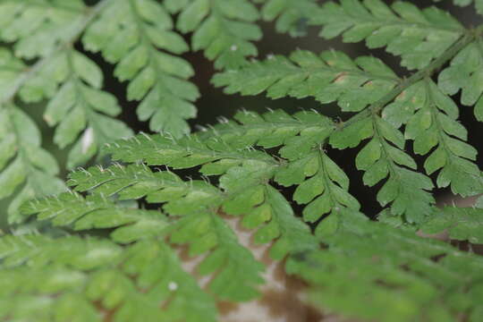 Image of Dryopteris pseudocaenopteris (Kunze) Li Bing Zhang