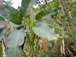 Image of Ficus krukovii Standl.
