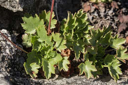 Image of Front Range alumroot