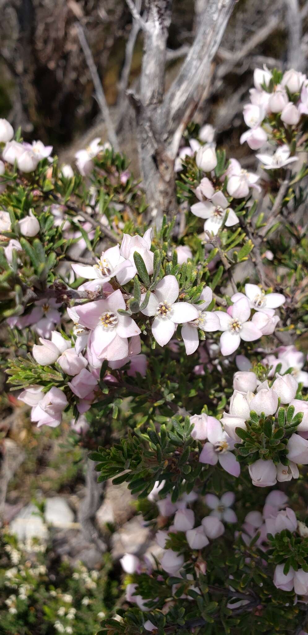 Image of Boronia citriodora subsp. citriodora