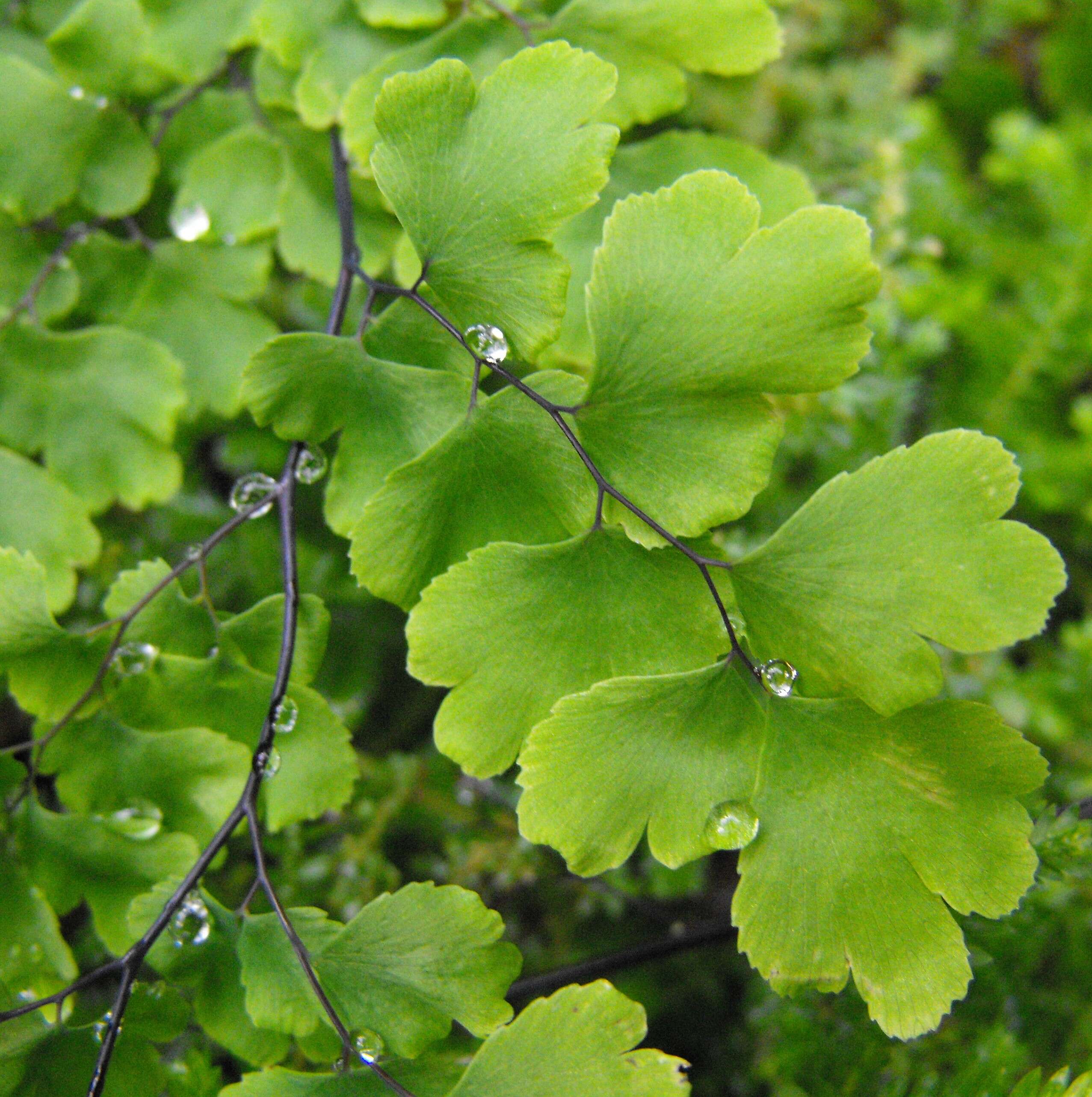 Слика од Adiantum capillus-veneris L.