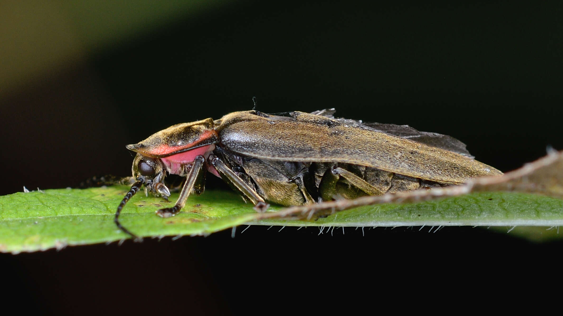 Image of Winter Firefly