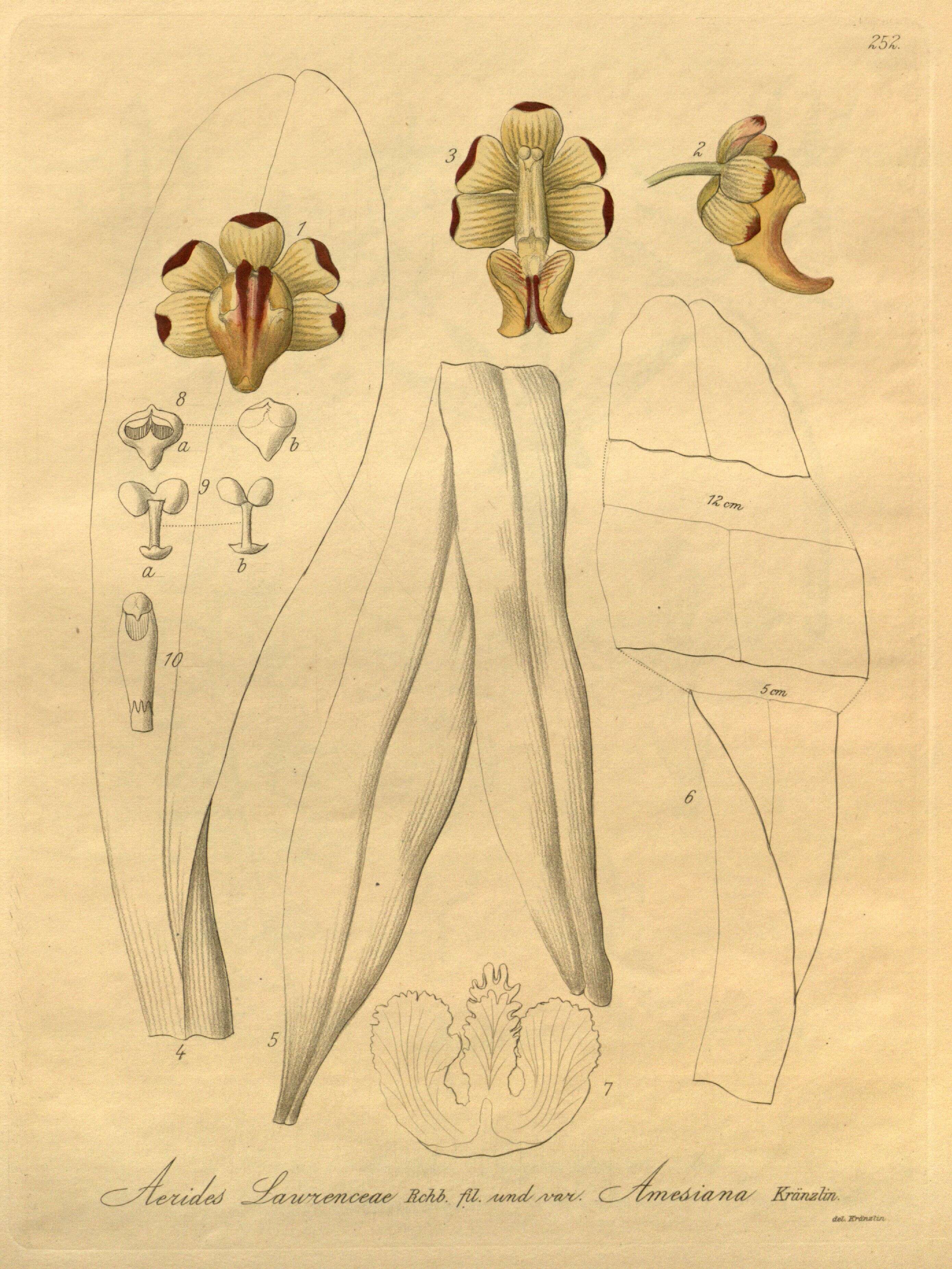 Image of Aerides lawrenceae Rchb. fil.