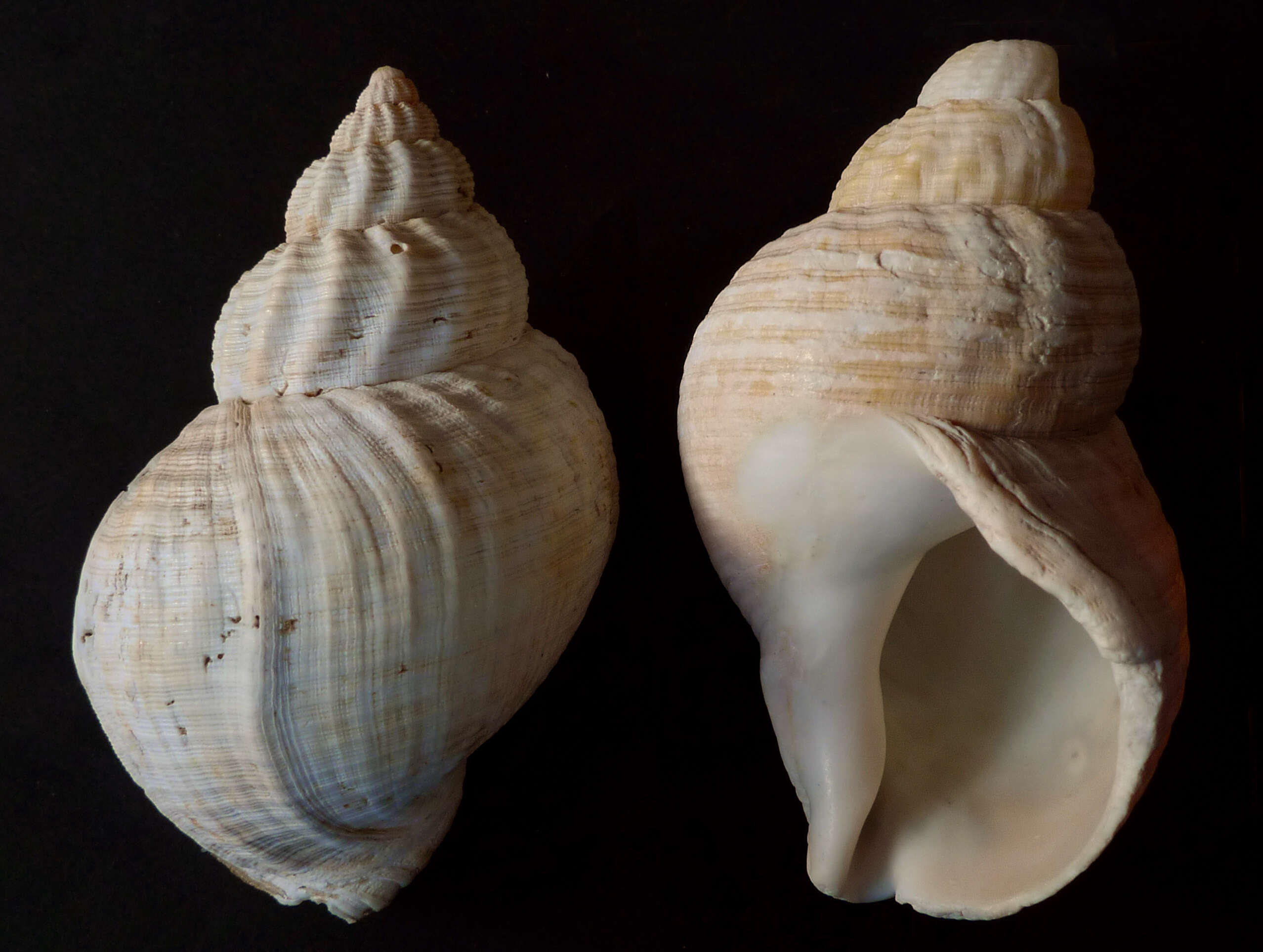 Image of Common whelk