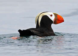 Image of Tufted Puffin