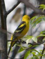 Image of Western Tanager