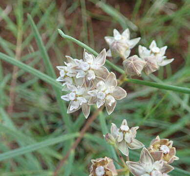 Image of Asclepias cucullata (Schltr.) Schltr.