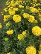 Imagem de Tagetes erecta L.