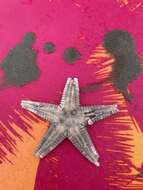 Image of Two-spined sea star