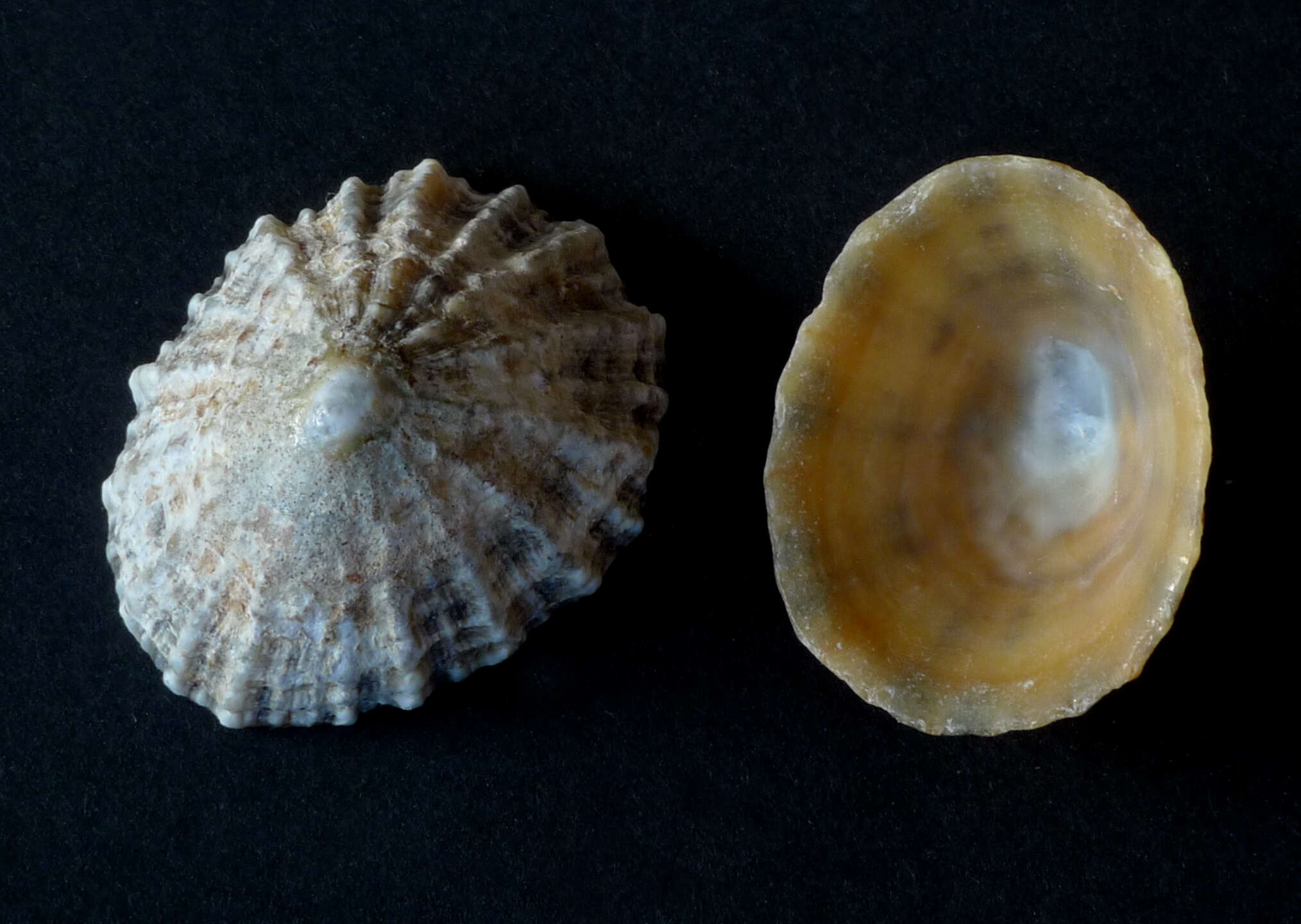 Image of Common limpet