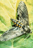 Image of Carolina sphinx