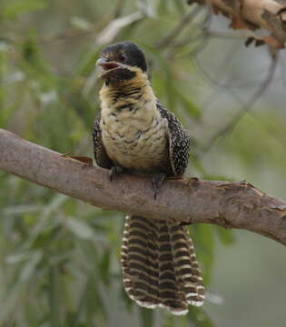 Eudynamys orientalis (Linnaeus 1766)的圖片