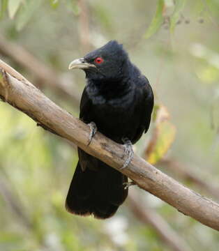 Image of Black-billed Koel