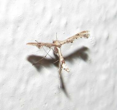 Image of Lantana plume moth