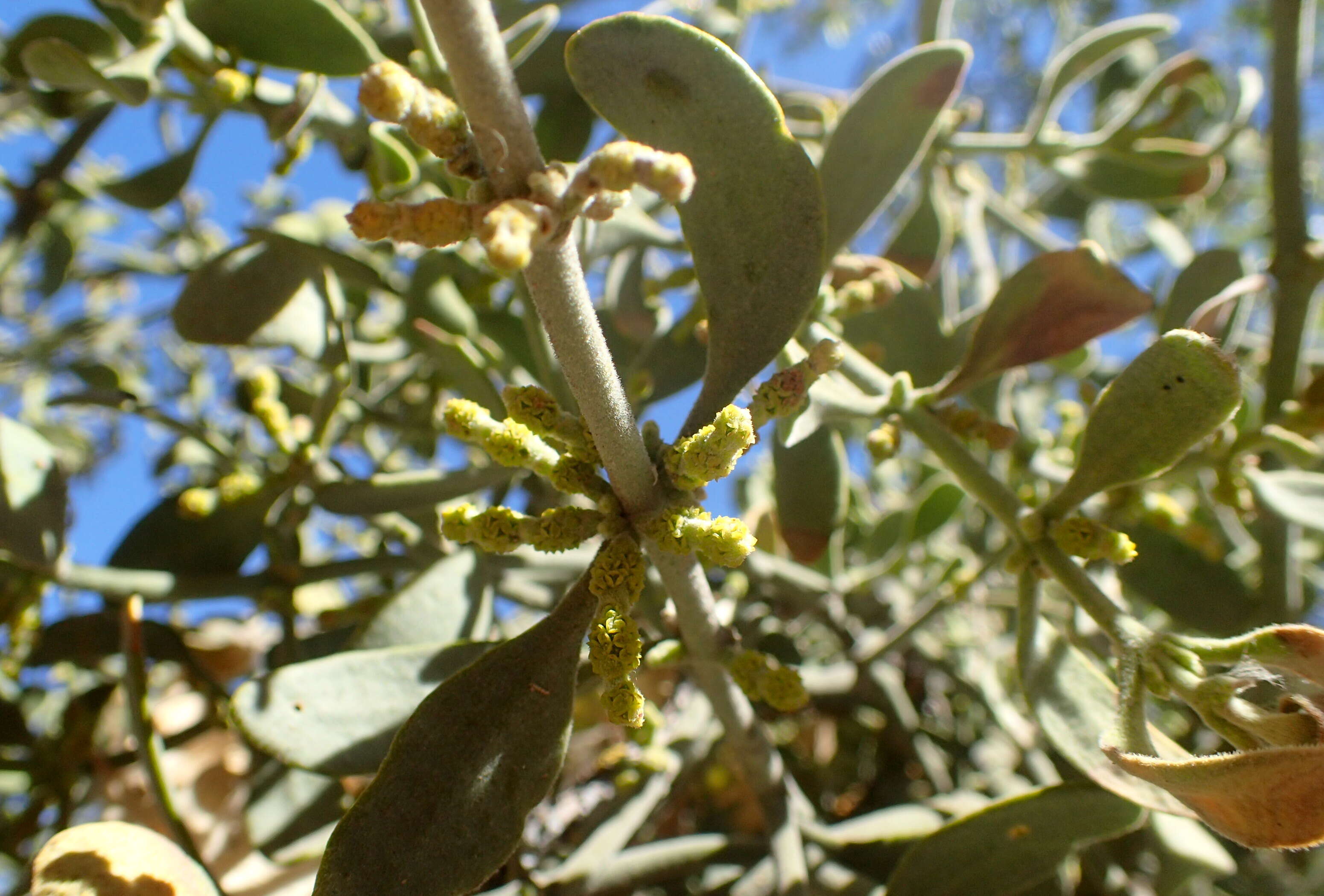 Imagem de Phoradendron leucarpum (Raf.) J. L. Reveal & M. C. Johnston