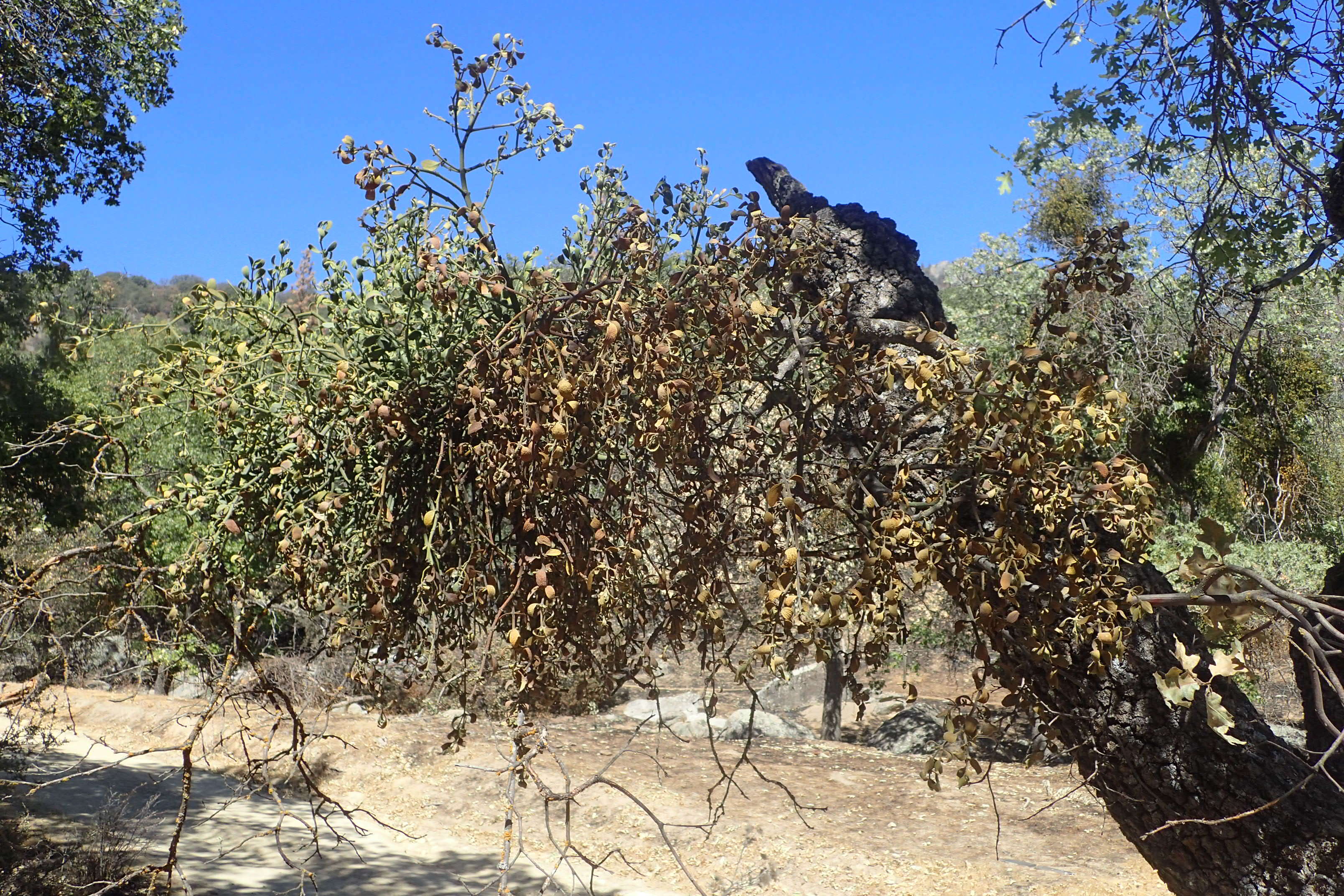 Imagem de Phoradendron leucarpum (Raf.) J. L. Reveal & M. C. Johnston