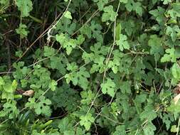 Image of Vitis ficifolia Bunge