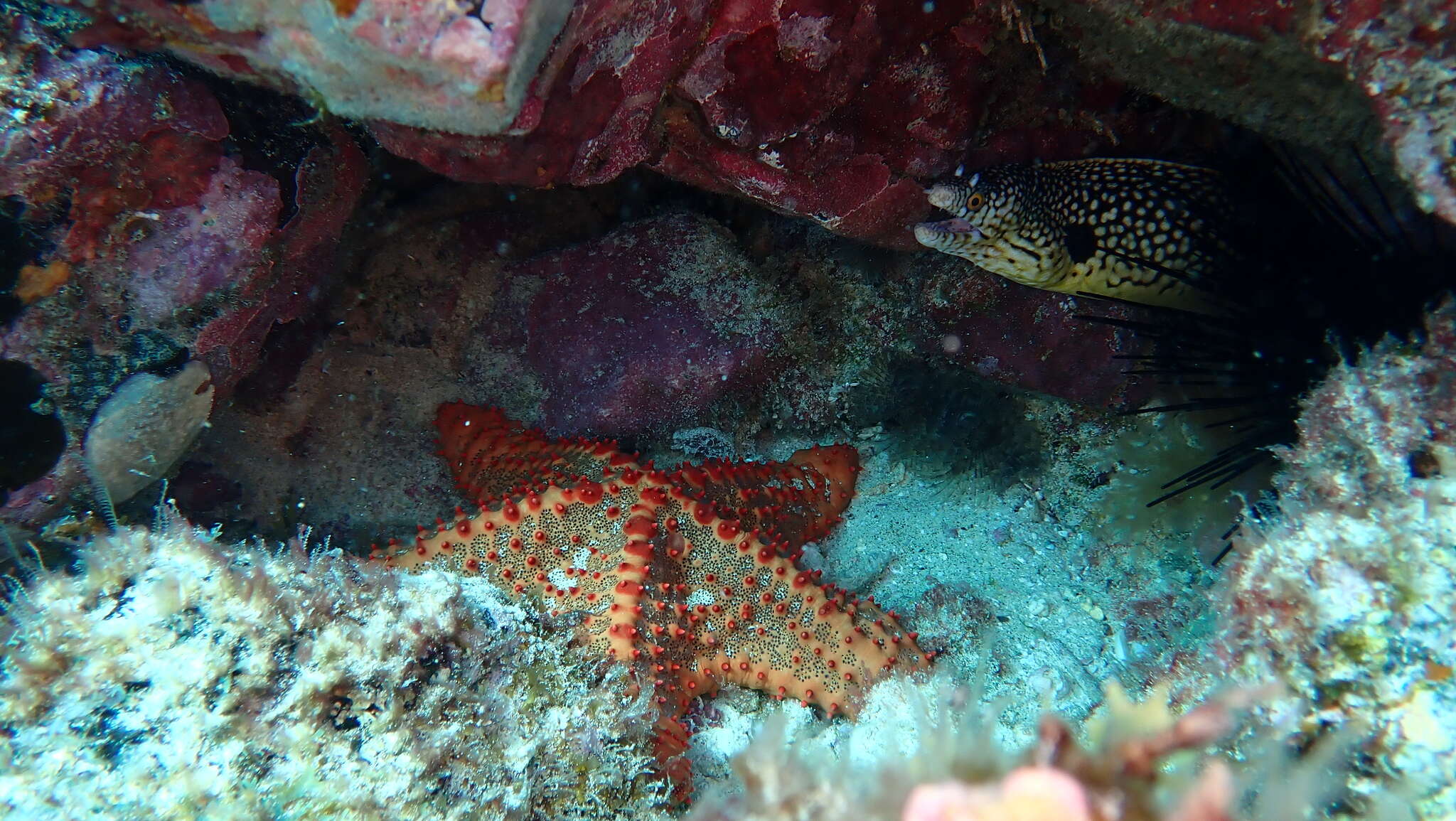 Image of Oreaster clavatus Müller & Troschel 1842