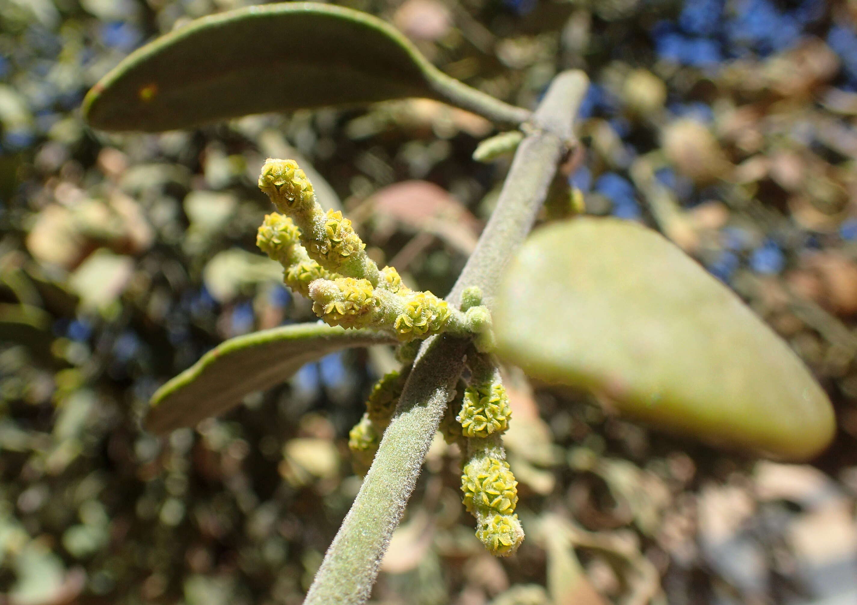 Imagem de Phoradendron leucarpum (Raf.) J. L. Reveal & M. C. Johnston