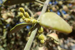 Imagem de Phoradendron leucarpum (Raf.) J. L. Reveal & M. C. Johnston