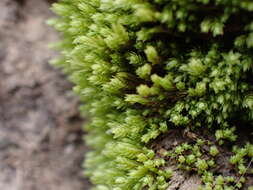 Image of conostomum moss