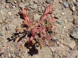 Image of green carpetweed