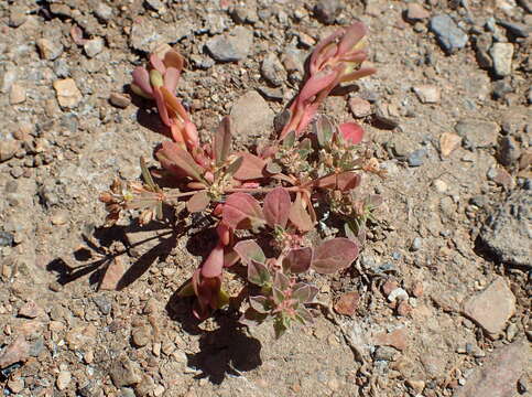 Image of green carpetweed