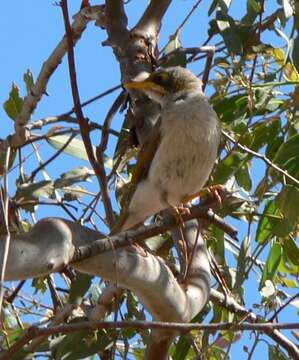 Image of Yellow-throated Miner