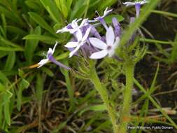 Image of Pentanisia prunelloides subsp. prunelloides