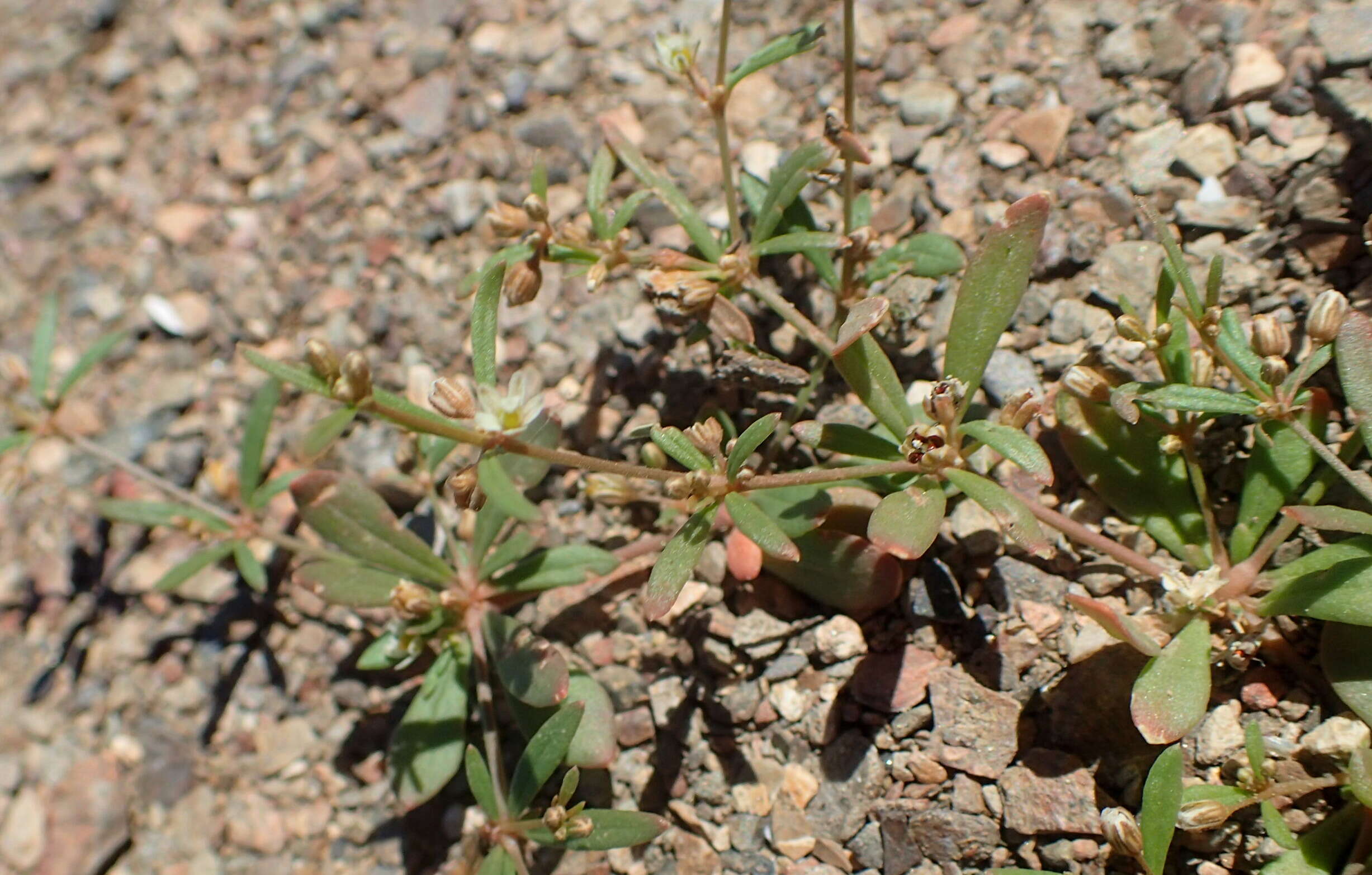 Image of green carpetweed