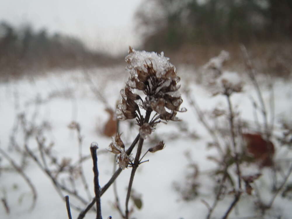 Image of breckland thyme