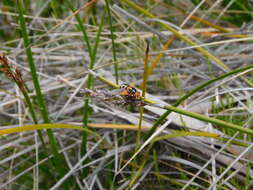 Image of Microtropesa nigricornis Macquart 1851