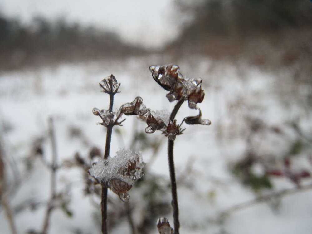 Image of breckland thyme