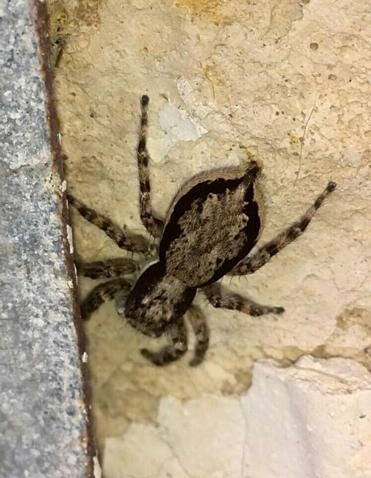 Image of Gray Wall Jumper