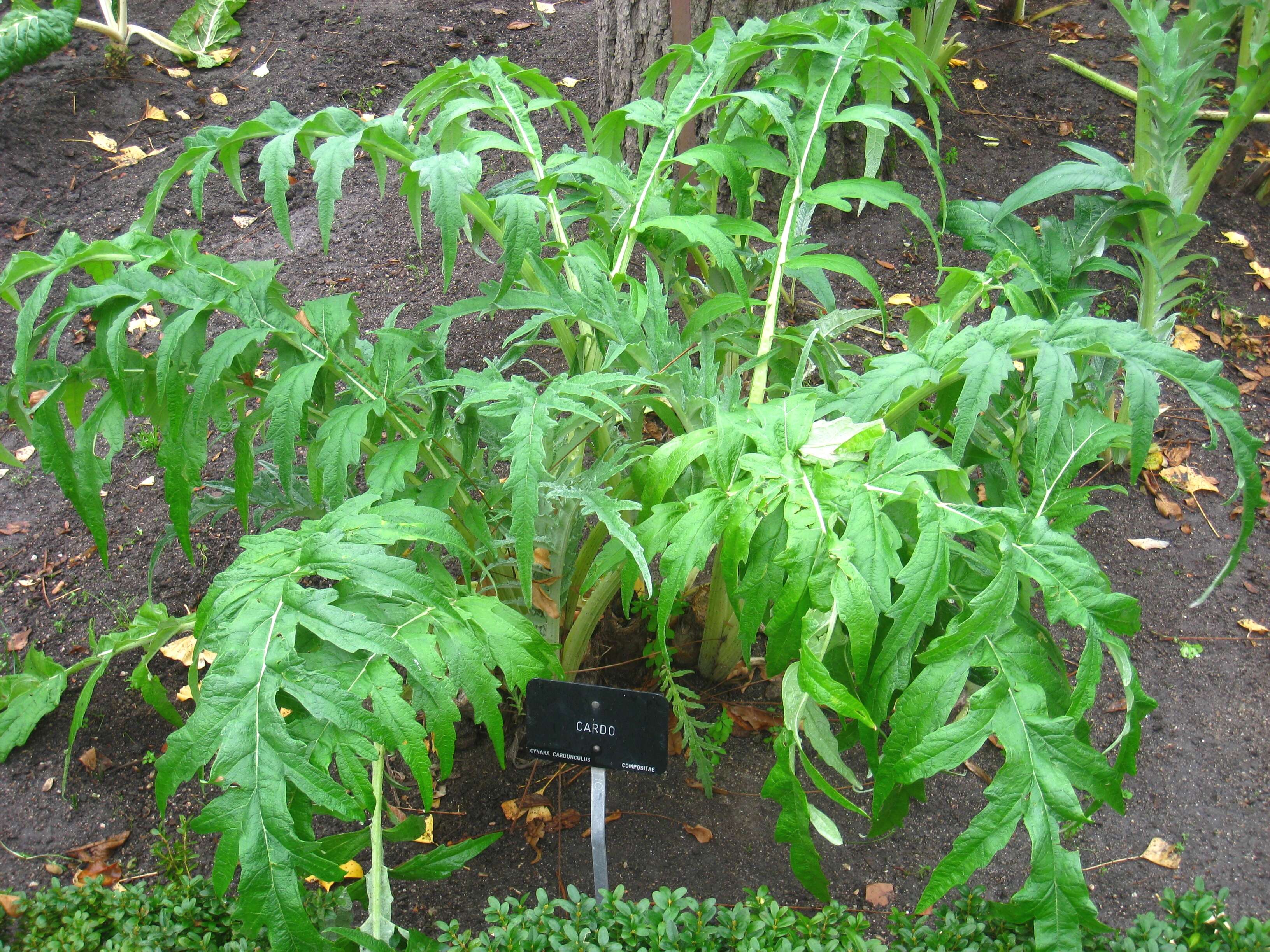 Image of cardoon