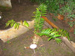 Image of Bushman's River Cycad