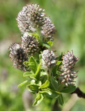 Image of Salix breviserrata B. Flod.