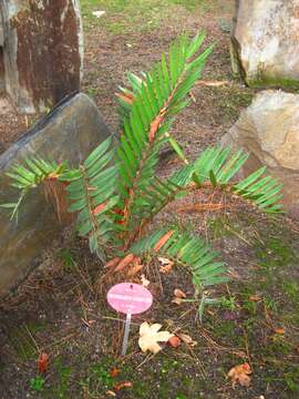 Image of Suurberg Cycad