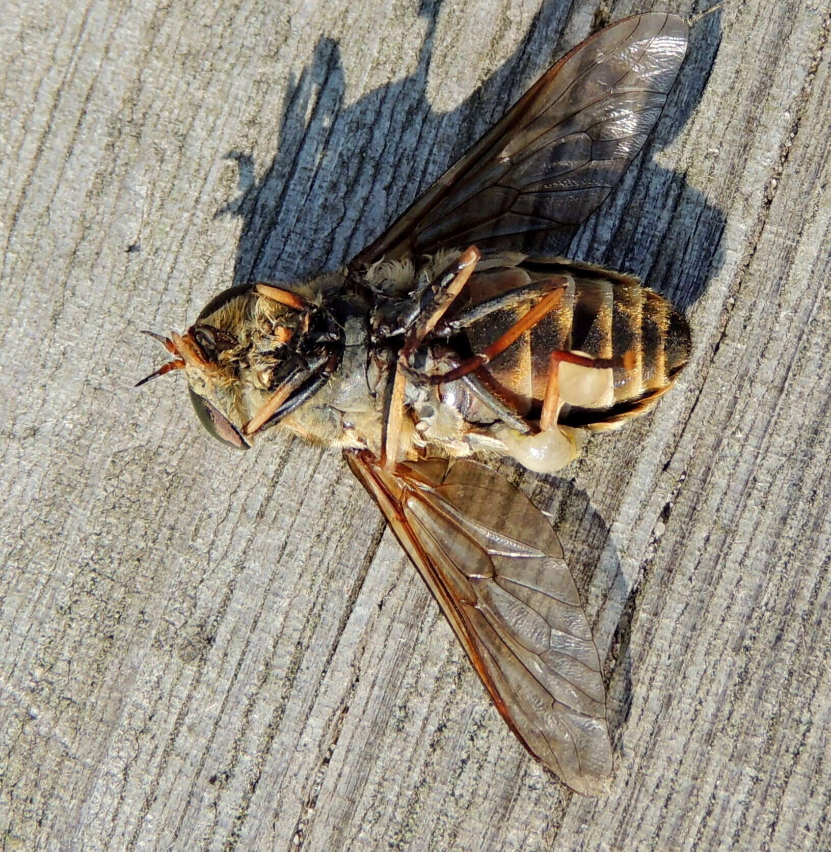 Tabanus bovinus Linnaeus 1758 resmi