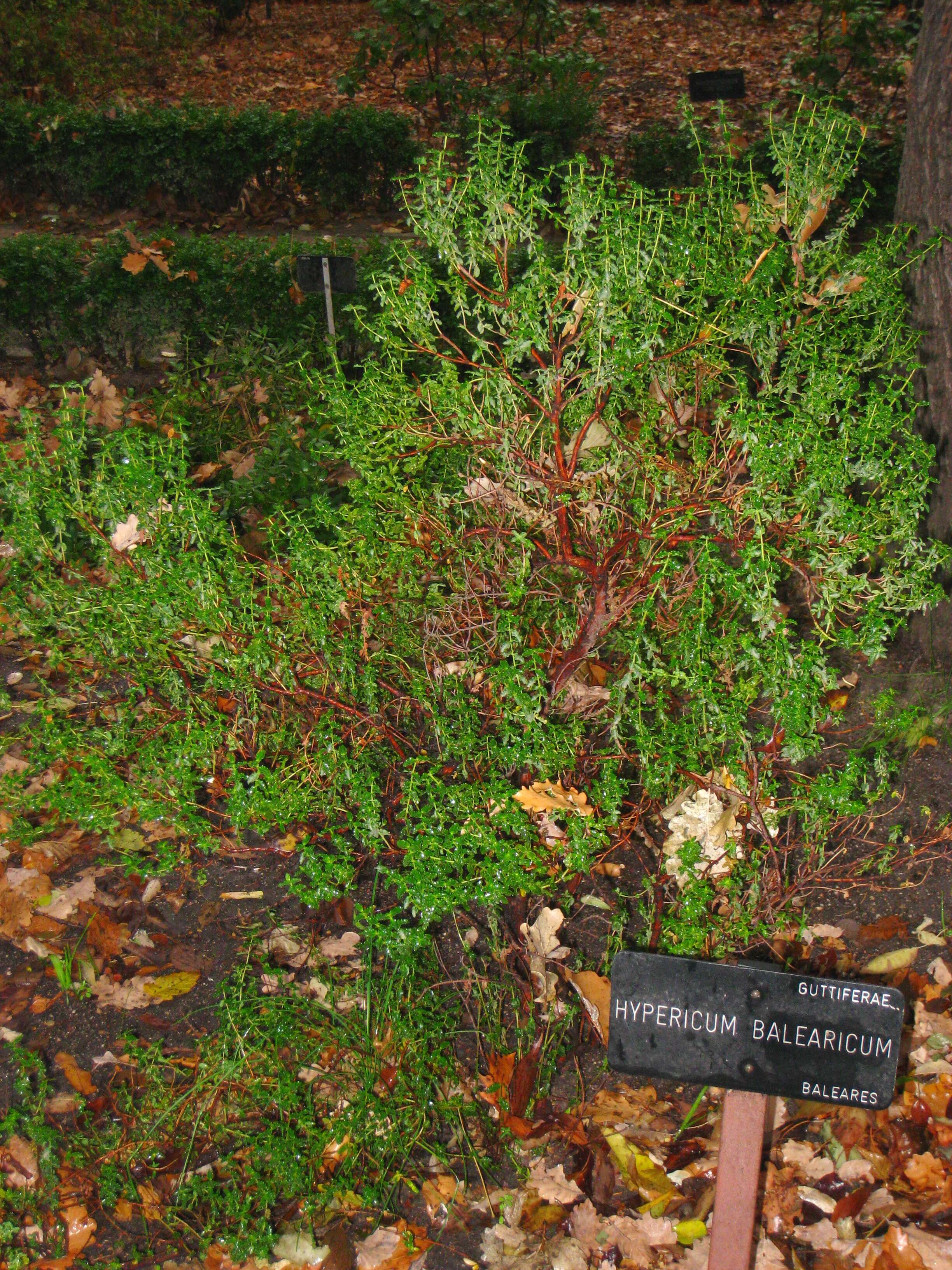 Image of Hypericum balearicum L.