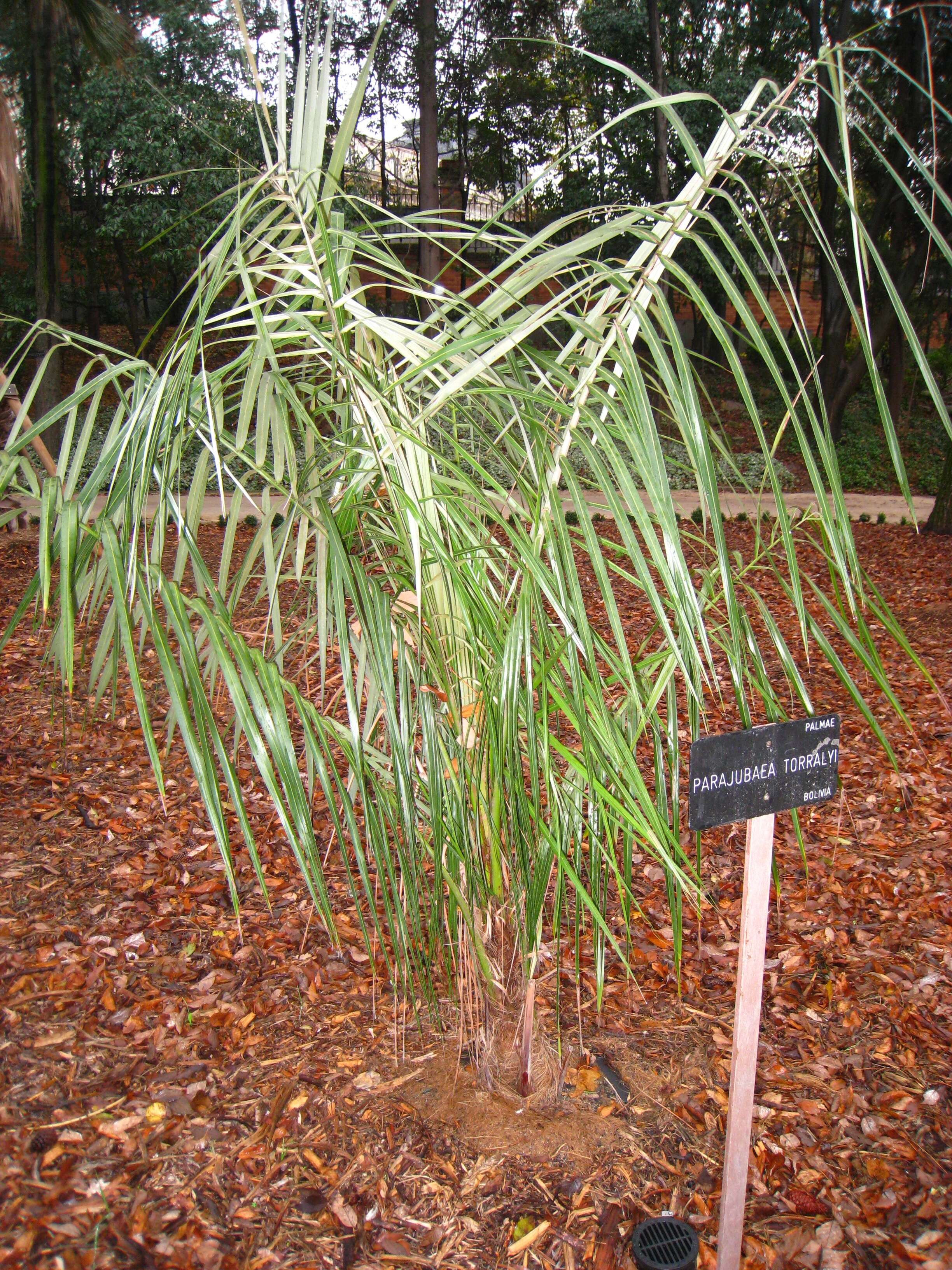 Слика од Parajubaea torallyi (Mart.) Burret