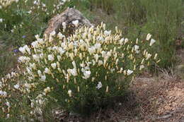 Image of Linum suffruticosum L.