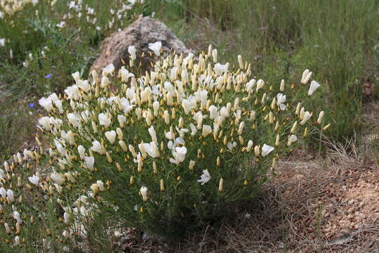 Image of Linum suffruticosum L.