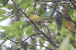 Image of Oahu Amakihi