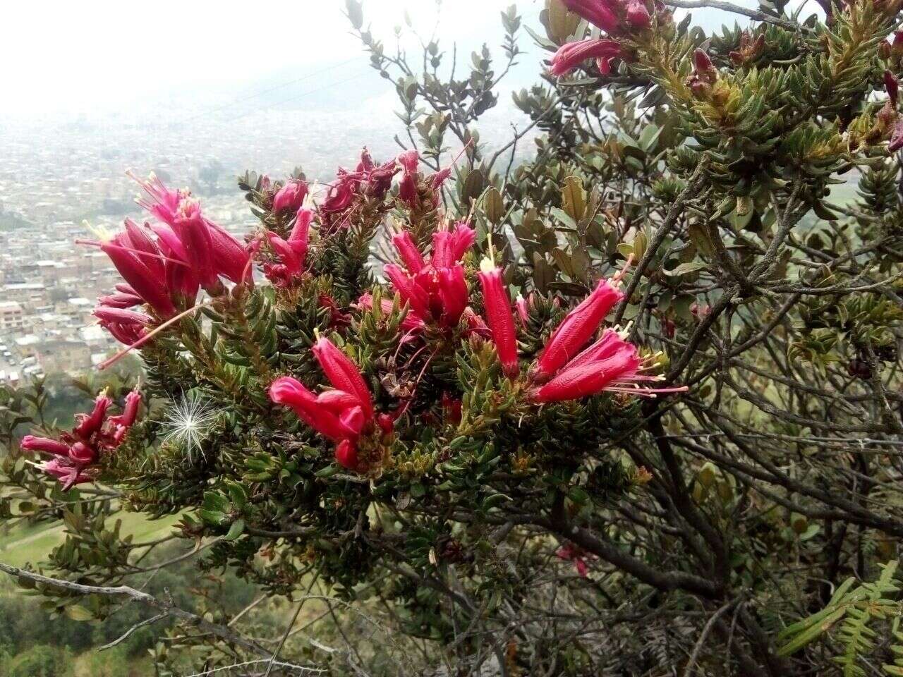 Image de Bejaria resinosa Mutis ex L. fil.